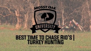 Best Time To Chase Rio Grande Turkeys  Turkey Hunting Tips [upl. by Annah]