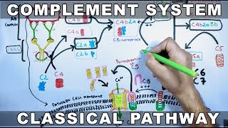 Complement System  Classical Pathway [upl. by Lodhia86]