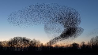 Starling murmuration 2020 Geldermalsen [upl. by Ellenet520]