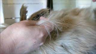 Plucking A Giant Angora Rabbit [upl. by Ahsote]