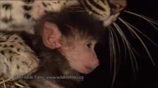 Incredible leopard and baby baboon interaction [upl. by Daiz904]