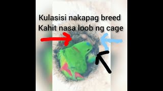 posible mag breed ang kulasisihanging parrot kahit nasa cage [upl. by Kowtko700]