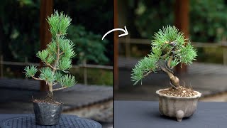 Creating a Pine Bonsai [upl. by Ajiam]