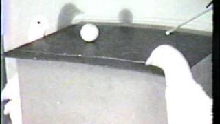 BF Skinner Foundation  Pigeon Ping Pong Clip [upl. by Daggett]