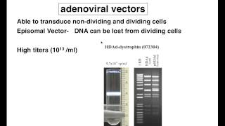 Adenoviral Vectors [upl. by Allred]