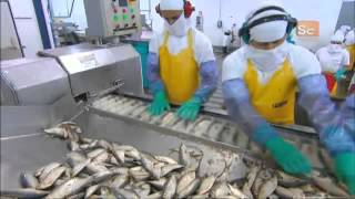 How Its Made  Canned Sardines [upl. by Saundra558]