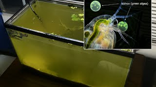 Raising Daphnia for the Freshwater Aquarium [upl. by Trebla]