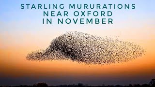 Starling Murmurations amp Roosting of 100000 Starlings With Original Audio [upl. by Cathie]