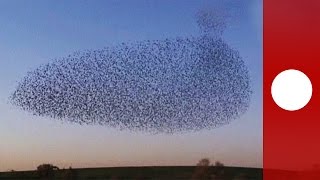 Starling murmuration creates incredible aerial display Israel [upl. by Jaquiss160]