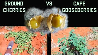 Identifying Plant Types  Cape Gooseberry Vs Ground Cherry [upl. by Loferski975]