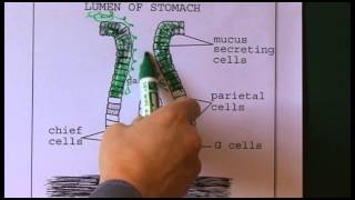 Gastrointestinal anatomy and physiology [upl. by Nawuq741]