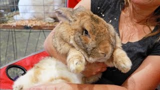 Giant Rabbit Breeds  The Flemish Giant [upl. by Tnerb]