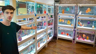 AMAZING DISCUS FISH STORE TOUR Bangkok Thailand [upl. by Ydnor]