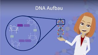 DNA Aufbau leicht erklärt [upl. by Aklim]