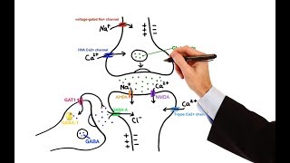 Pharmacology  ANTIEPILEPTIC DRUGS MADE EASY [upl. by Elysee]