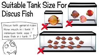 Discus Fish Tank Guide [upl. by Oletta802]