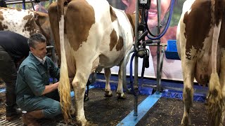 Les coulisses du Salon de lagriculture  la traite des vaches [upl. by Adieren]