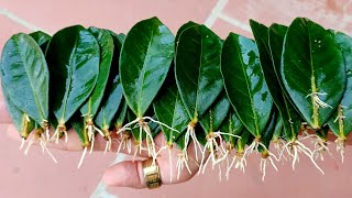 Part 1 How to Propagating Ixora Flower by leaves rooting more and succeed 100 [upl. by Nesbitt]