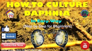 HOW TO CULTURE DAPHNIA In Easy Way [upl. by Hanad]