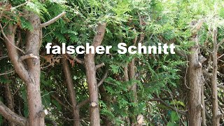 Koniferenschnitt Thuja Zypresse Nadelbaum schneiden [upl. by Vivien102]