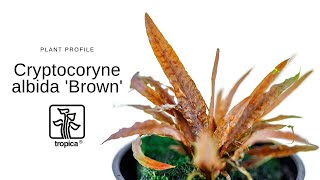 Cryptocoryne albida Brown [upl. by Gillespie623]