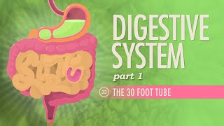 Digestive System Part 1 Crash Course Anatomy amp Physiology 33 [upl. by Trinette]