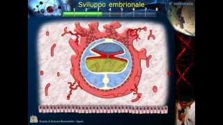 Embriologia  Lezione 2 Morula Blastula Impianto Gastrula e ripiegamento [upl. by Fatima]