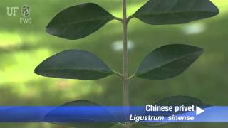 How to identify Chinese Privet Ligustrum sinense [upl. by Hbaruas]