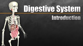 An Introduction to the Digestive System [upl. by Yorke]